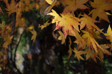 Red autumn leaves of Japanese Mapleの写真素材