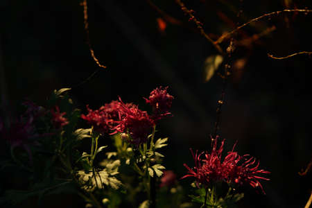 Red flowers of Chrysanthemum 'Ise Giku' in full bloomの写真素材