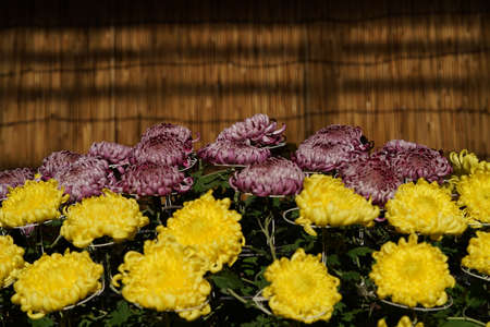 Yellow flowers of Chrysanthemum 'Ozukuri-bed' in full bloomの写真素材