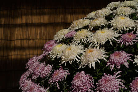 White and Light Purple flowers of Chrysanthemum 'Ozukuri-bed' in full bloomの写真素材