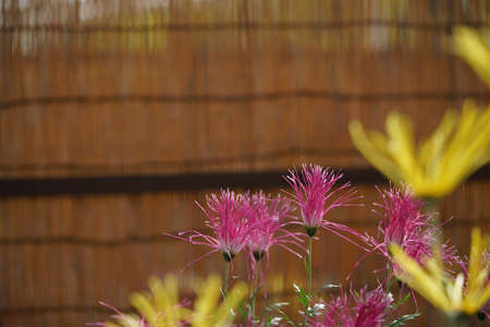 Pink flowers of Chrysanthemum 'Saga Giku' in full bloomの写真素材