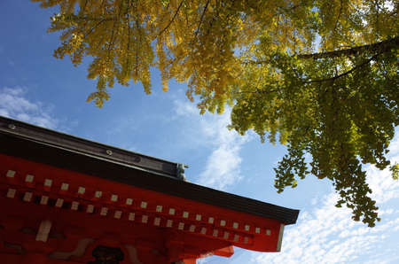 Yellow autumn leaves of Ginkgoの写真素材
