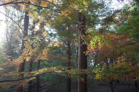 Red autumn leaves of Japanese Mapleの写真素材