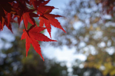 Red autumn leaves of Japanese Mapleの写真素材
