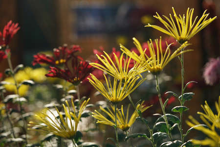 Yellow flowers of Chrysanthemum 'Saga Giku' in full bloomの写真素材