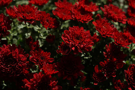 Red flowers of Chrysanthemum in full bloomの写真素材