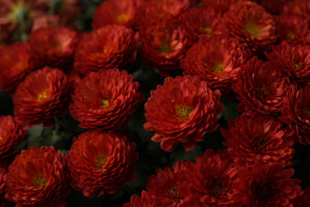Red flowers of Chrysanthemum in full bloomの写真素材