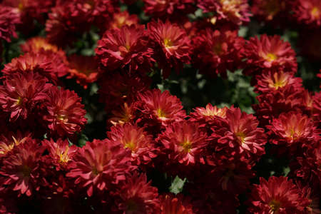 Red flowers of Chrysanthemum in full bloomの写真素材