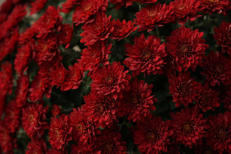Red flowers of Chrysanthemum in full bloomの写真素材