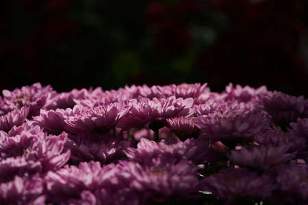 Light Purple flowers of Chrysanthemum in full bloomの写真素材