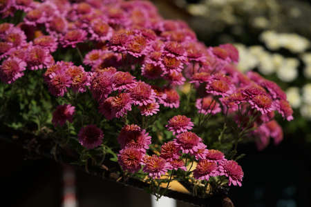 Pink flowers of Chrysanthemum in full bloomの写真素材