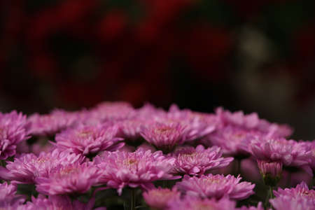 Light Pink flowers of Chrysanthemum in full bloomの写真素材
