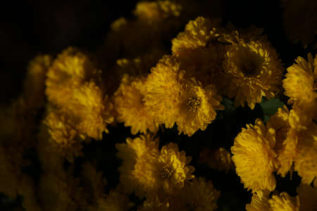 Yellow flowers of Chrysanthemum in full bloomの写真素材