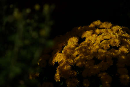 Yellow flowers of Chrysanthemum in full bloomの写真素材