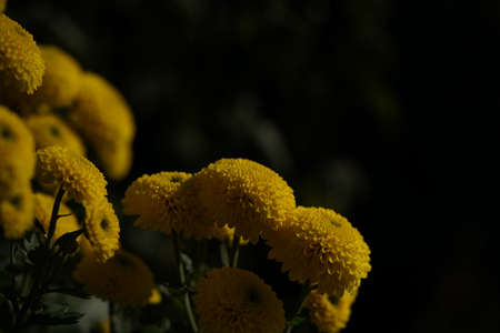 Yellow flowers of Chrysanthemum in full bloomの写真素材