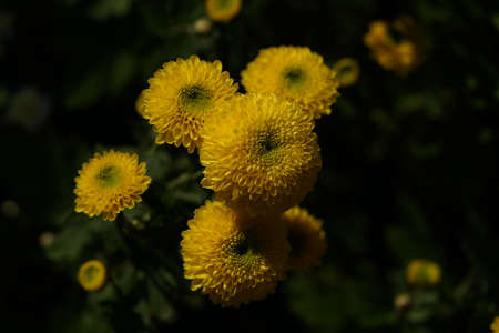 Yellow flowers of Chrysanthemum in full bloomの写真素材