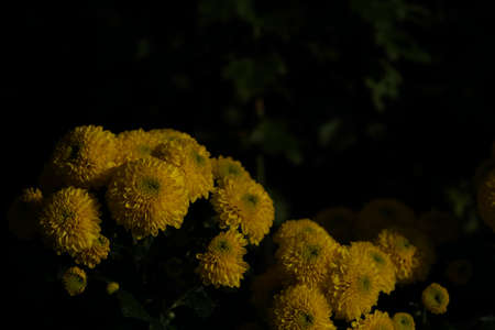 Yellow flowers of Chrysanthemum in full bloomの写真素材