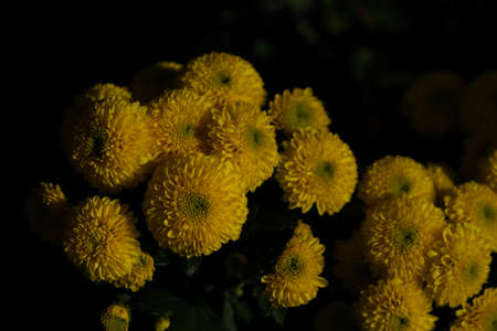 Yellow flowers of Chrysanthemum in full bloomの写真素材