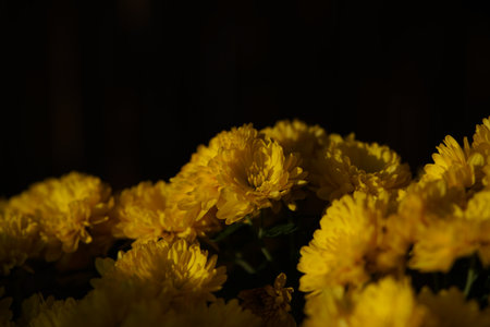 Yellow flowers of Chrysanthemum in full bloomの写真素材