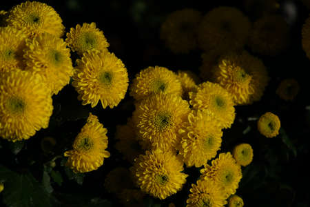 Yellow flowers of Chrysanthemum in full bloomの写真素材
