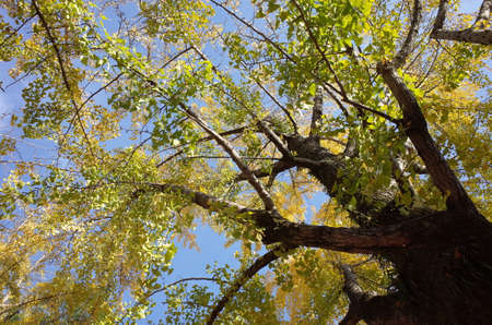 Yellow autumn leaves of Ginkgoの写真素材