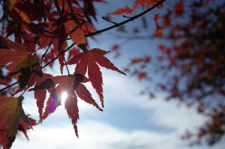 Red autumn leaves of Japanese Mapleの写真素材