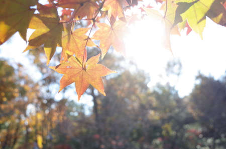 Red autumn leaves of Japanese Mapleの写真素材