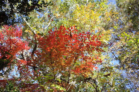 Red autumn leaves of Japanese Mapleの写真素材
