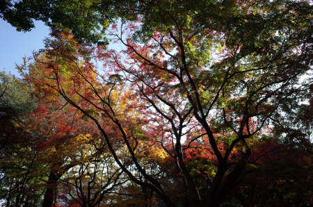 Red autumn leaves of Japanese Mapleの写真素材