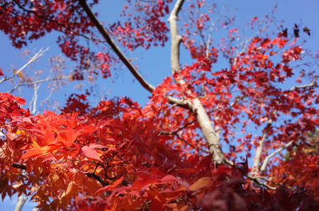 Red autumn leaves of Japanese Mapleの写真素材