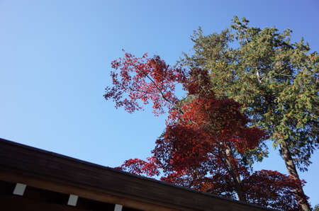 Red autumn leaves of Japanese Mapleの写真素材