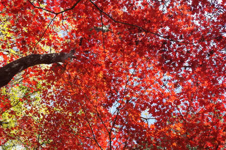Red autumn leaves of Japanese Maple