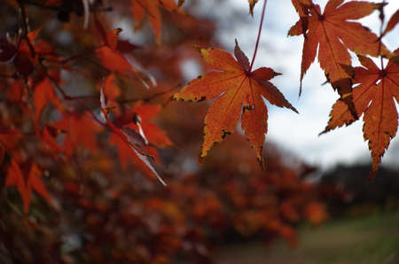 Red autumn leaves of Japanese Mapleの写真素材