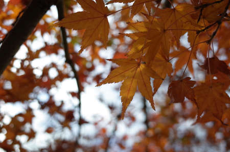 Red autumn leaves of Japanese Maple