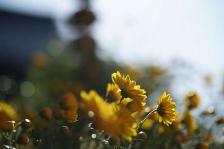 Yellow flowers of Chrysanthemum in full bloomの写真素材