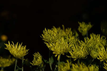 Yellow flowers of Chrysanthemum in full bloomの写真素材