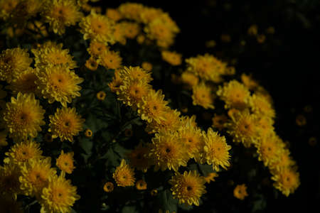 Yellow flowers of Chrysanthemum in full bloomの写真素材