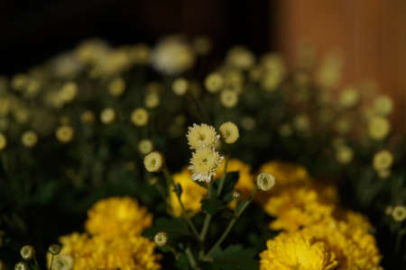Yellow flowers of Chrysanthemum in full bloomの写真素材