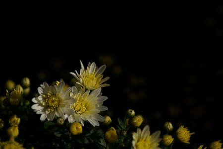 Light Yellow flowers of Chrysanthemum in full bloomの写真素材