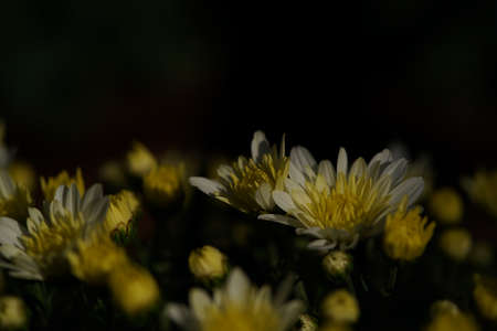 Light Yellow flowers of Chrysanthemum in full bloomの写真素材