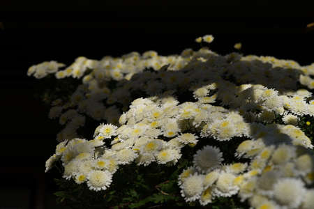 White flowers of Chrysanthemum in full bloomの写真素材