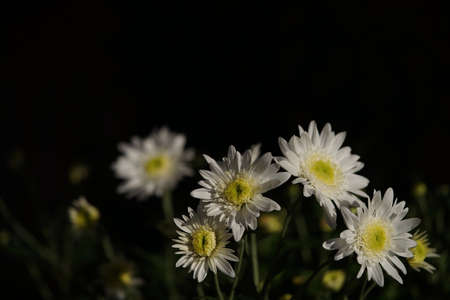 White and Light Cream flowers of Chrysanthemum in full bloomの写真素材
