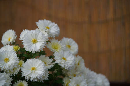 White and Light Cream flowers of Chrysanthemum in full bloomの写真素材