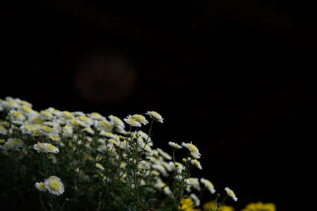 White and Light Cream flowers of Chrysanthemum in full bloomの写真素材