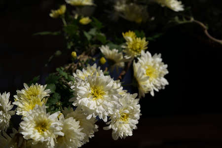 White and Light Cream flowers of Chrysanthemum in full bloomの写真素材