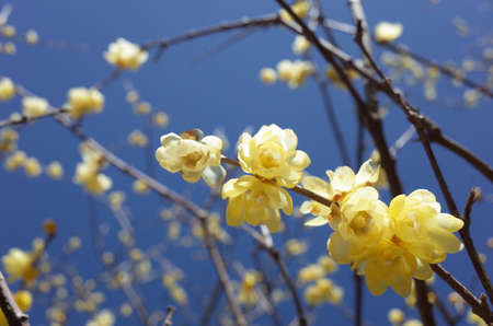 Light Cream Flowers of Wintersweet in Full Bloomの写真素材