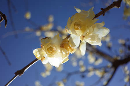 Light Cream Flowers of Wintersweet in Full Bloomの写真素材