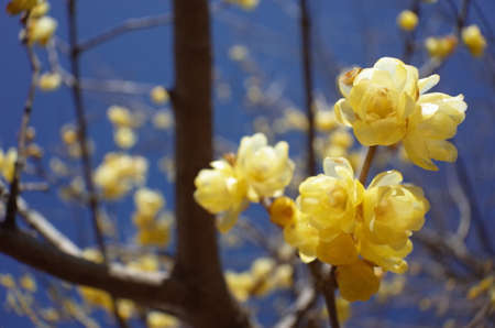 Light Cream Flowers of Wintersweet in Full Bloomの写真素材