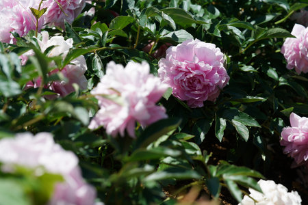 Beautiful peony flowers in the garden on a spring day.の写真素材