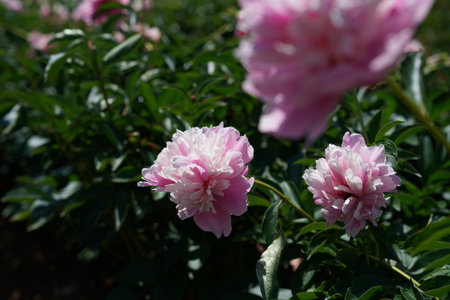 pink peony flowers in the garden on a sunny summer dayの写真素材